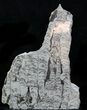 Polished Precambrian Stromatolite - Siberia #57578-1